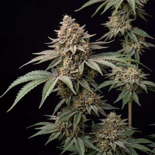 Bruce Banner Fast Version Seeds