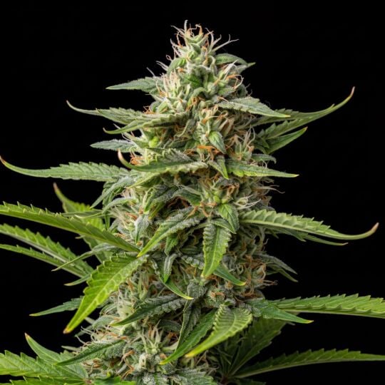 Bruce Banner x Mochalope Feminized