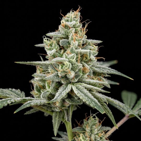Bruce Banner x White Russian