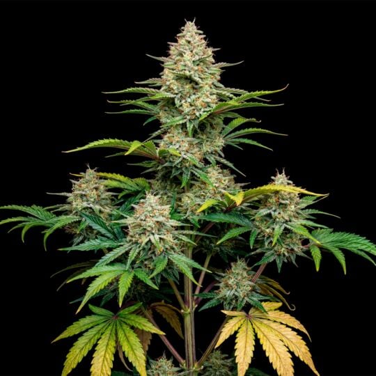 Bruce Banner Autoflower