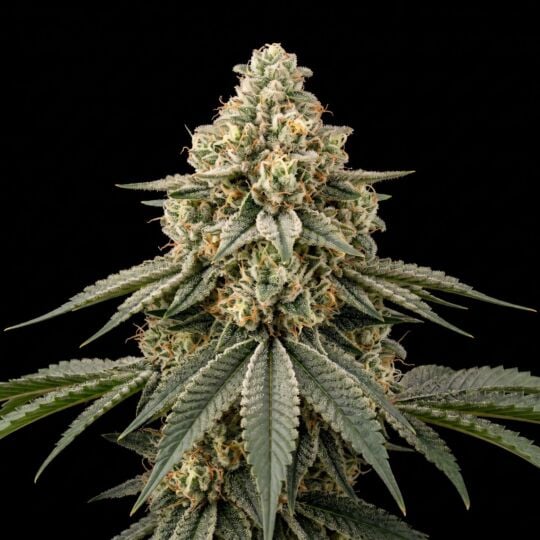 Bubba Fett Auto Seeds