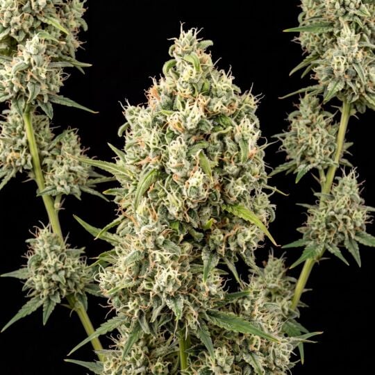 California Orange x Skunk