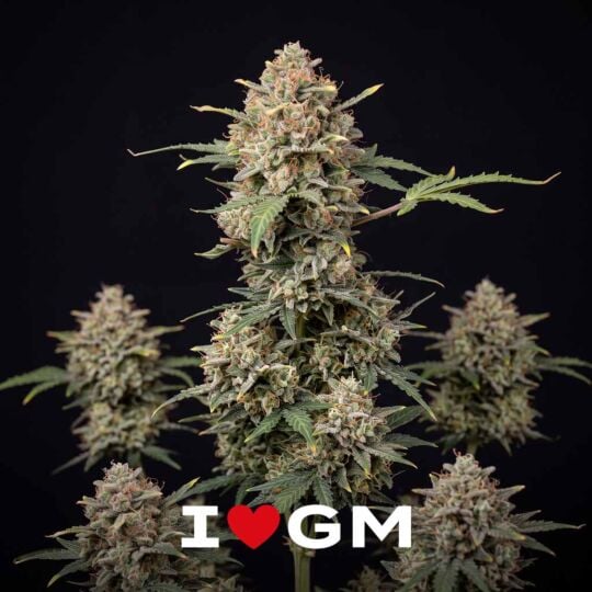 Candy Cane Auto Seeds