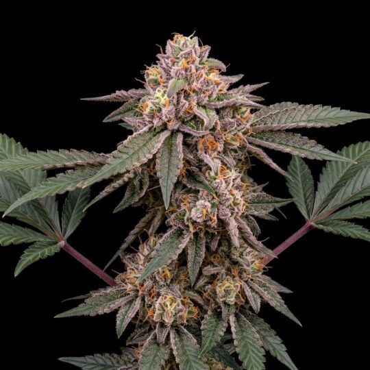 Candy Kush