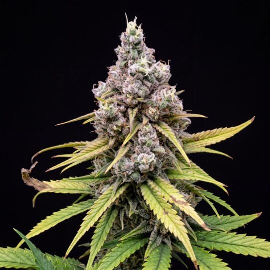 Cannatonic Feminized