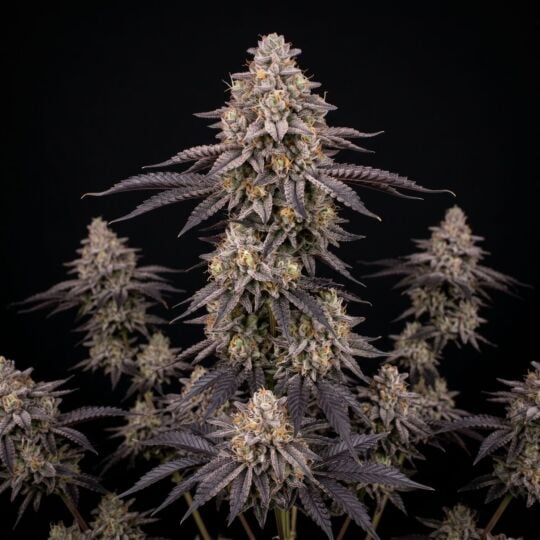 Cap Junky Feminized