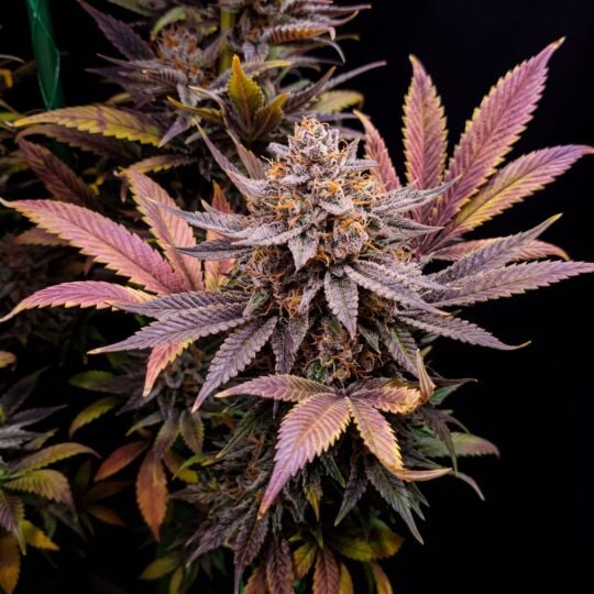 CBD Blueberry Feminized