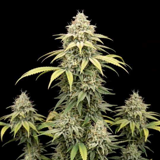 CBD Chemdog #4 (1:1) Feminized Seeds