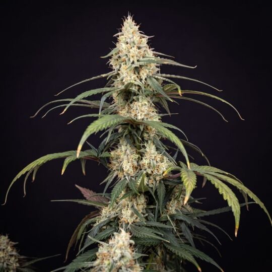 CBD Cream & Cheese Feminized