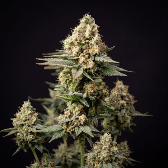 CBD Critical Mass Autoflower