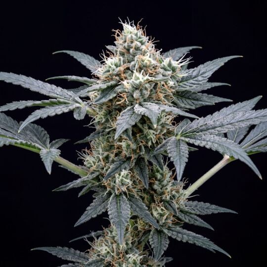CBD Girl Scout Cookies