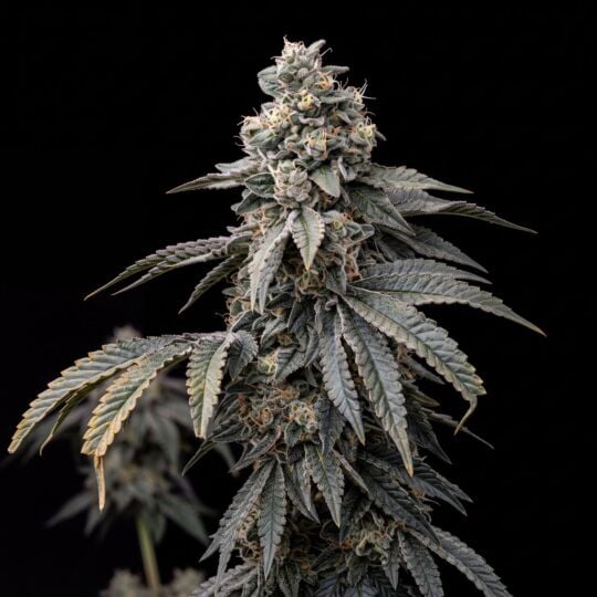 CBD Harlequin Kimbo Kush (1:2)