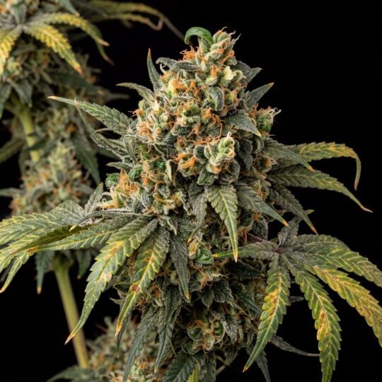 CBD Jack Herer
