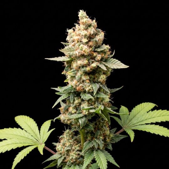 CBD Kush