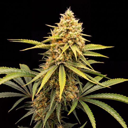 CBD Sour Tangie (1:25) Feminized
