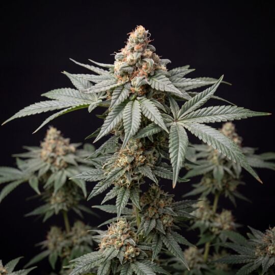 CBD White Widow