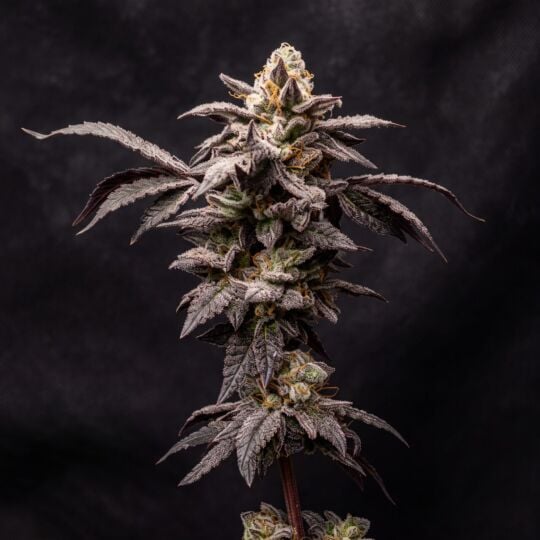 CBD Zkittlez (1:1) Seeds
