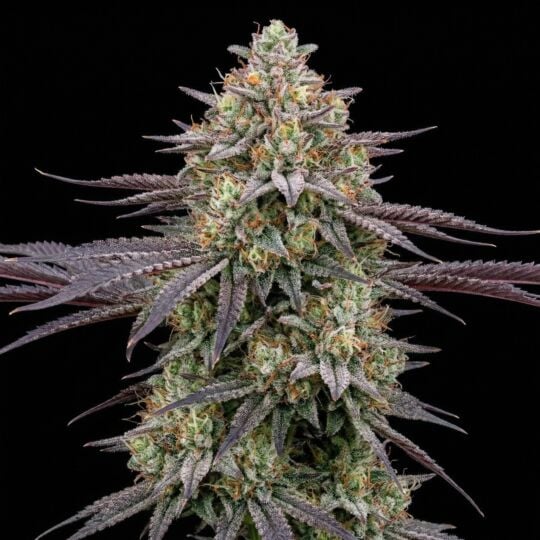 CBD Blue Shark Autoflower