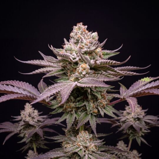 Cherry Sherbet Seeds