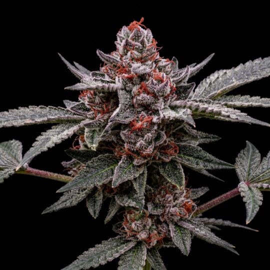 Chocolate Mint OG Seeds