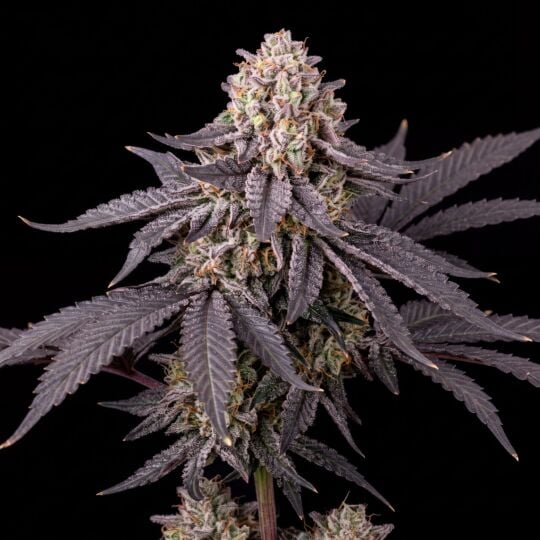 Chocolope