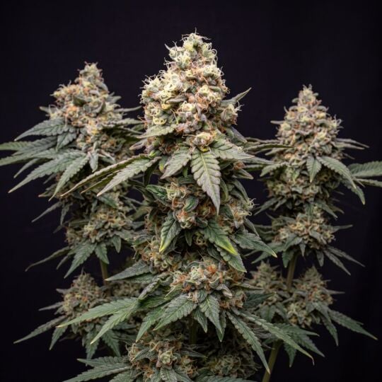 Chocolope x Kush Feminized