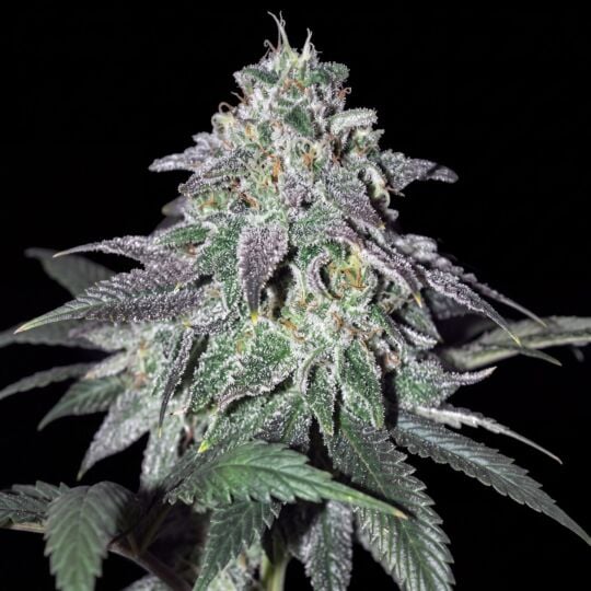 Chronic Widow