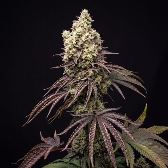 Cinderella 99