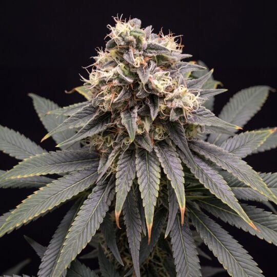 Cinderella 99 Feminized Seeds