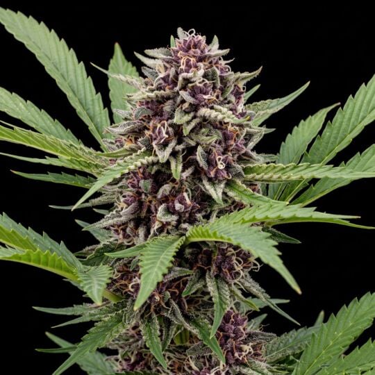 Cinderella 99 x Tangilope Feminized Seeds