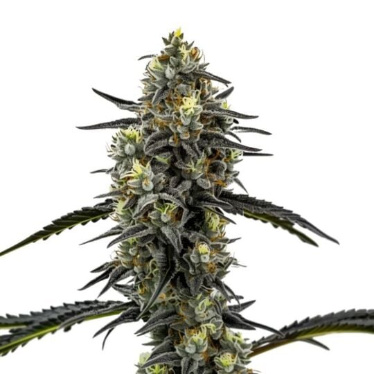 Clementine Crush Feminized