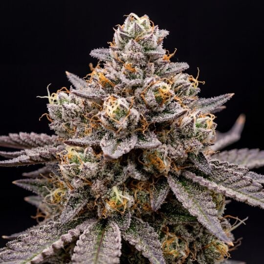 Cookies & Cream Seeds
