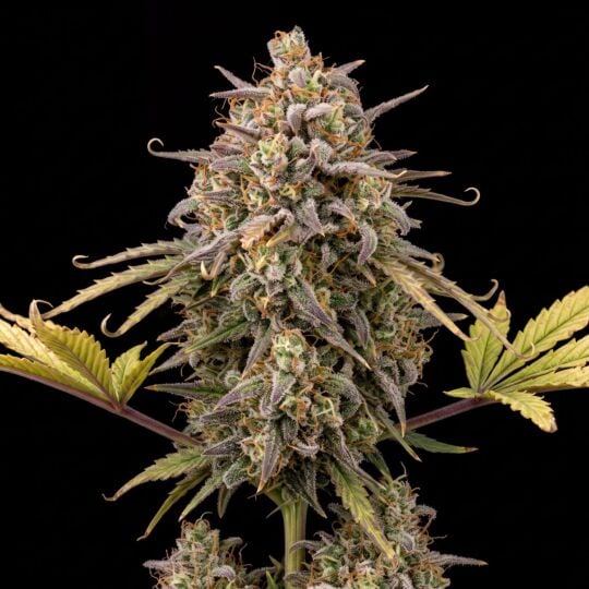 Cream Caramel Feminized Seeds