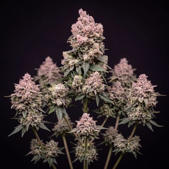Cream Mandarine Autoflower Seeds