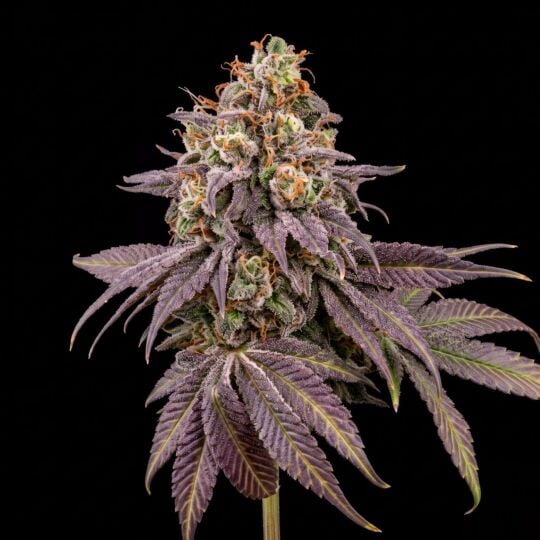 Critical + Feminized Seeds