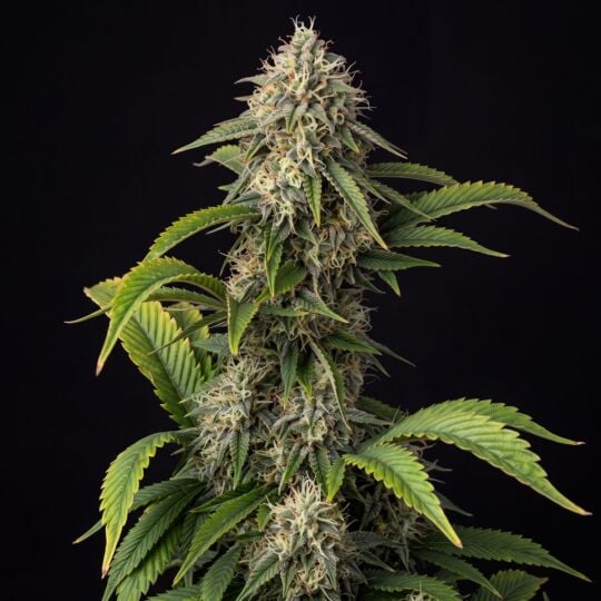 Critical Jack Feminized Seeds
