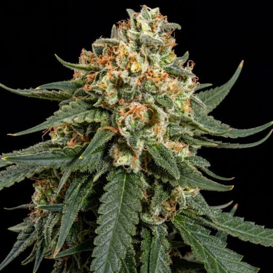 Critical Kush Feminized Seeds