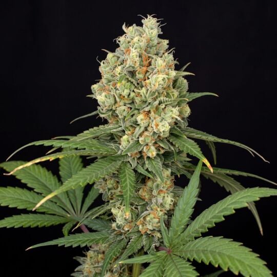 Critical Mass Feminized