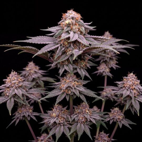 Critical Purple Autoflower Seeds