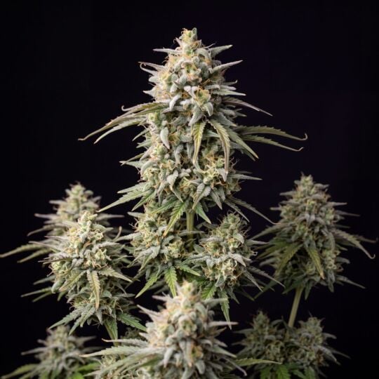 Critical x AK-47 Autoflower Seeds