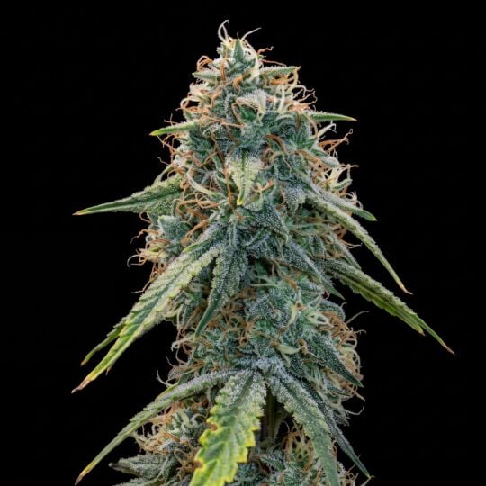 Critical x Somango Feminized