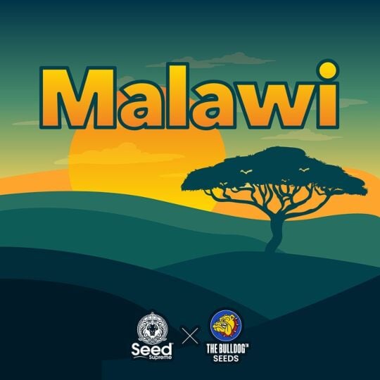 Malawi Feminized - The Bulldog Seeds & Seed Supreme Collab