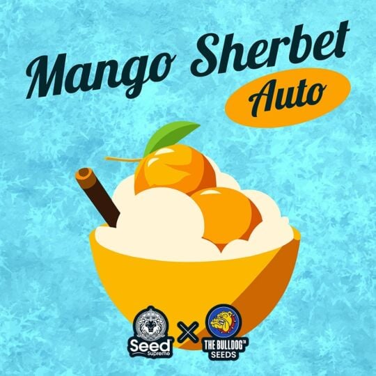 Mango Sherbet Auto - The Bulldog Seeds & Seed Supreme Collab