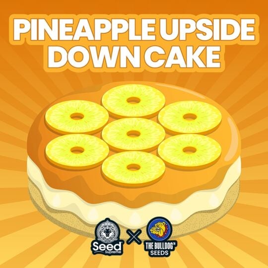 Pineapple Upside Down Cake Feminized - The Bulldog Seeds & Seed Supreme Collab