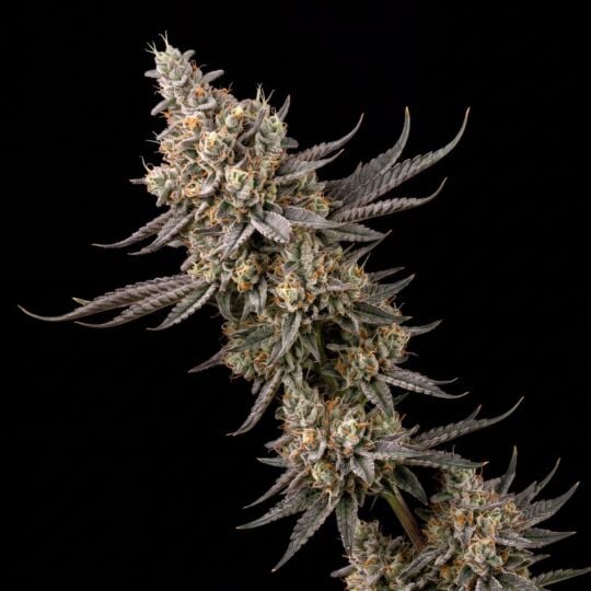 Death Star Feminized Seeds