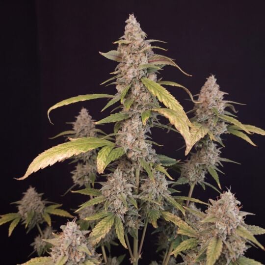 Devil XXL Autoflower Seeds