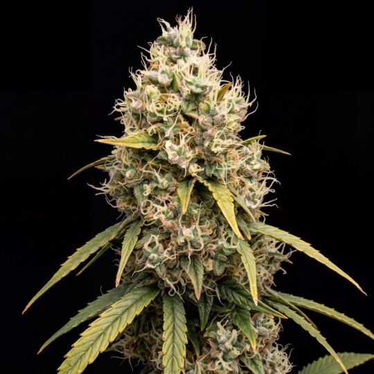 Diesel Feminized Seeds