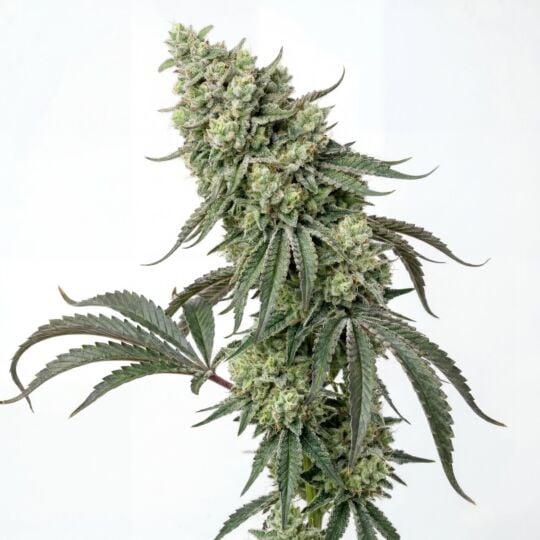 Diesel King Feminized