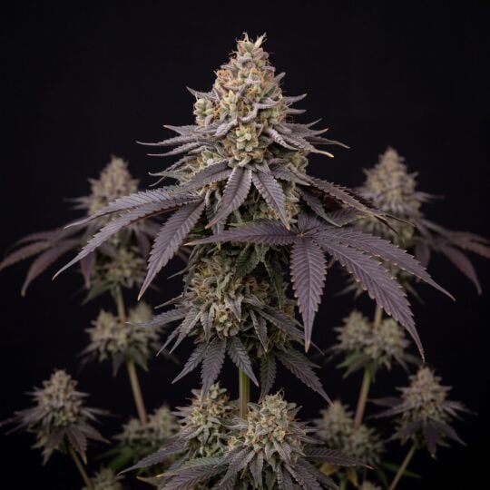 Do-Si-Dos Autoflower Seeds
