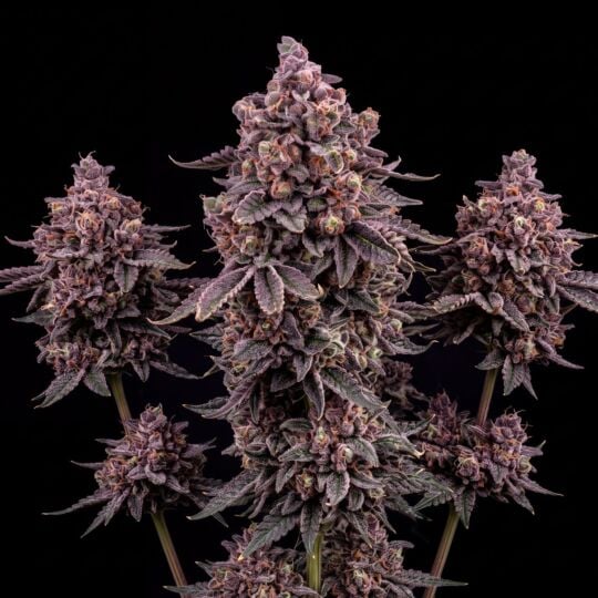 Dolato Feminized Seeds